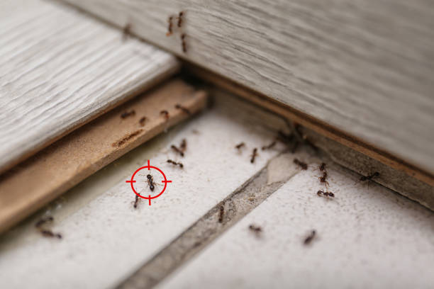 Best Flea Control Services  in Lakehurst, NJ