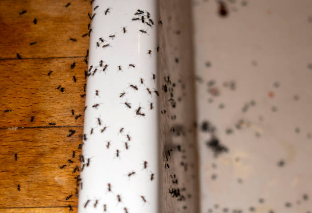 Best Pest Control Near Me  in Lakehurst, NJ