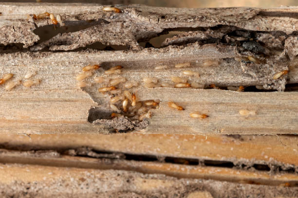 Lakehurst, NJ Pest Control Company