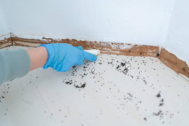 Best Termite Control Services  in Lakehurst, NJ