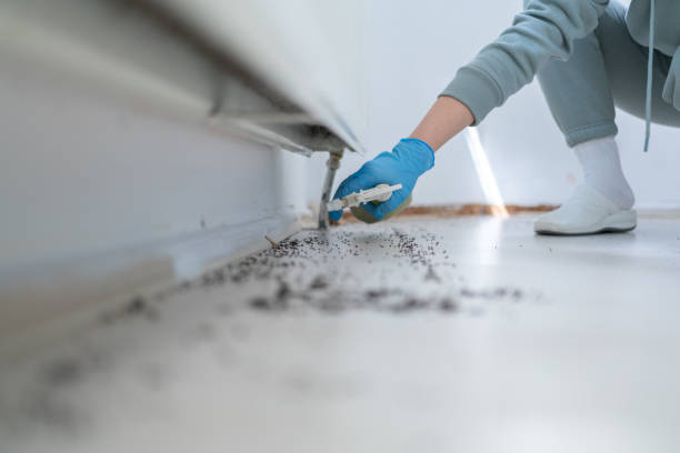 Best Spider Control Near Me  in Lakehurst, NJ